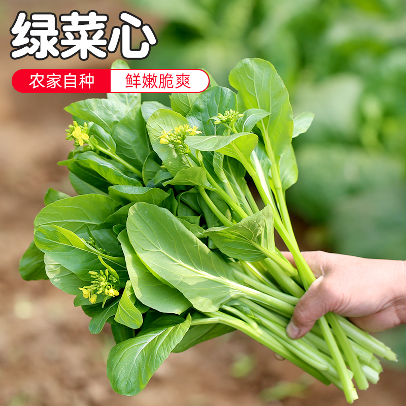 密水农家自种绿菜心 鲜嫩 青口炒菜 煲汤 辅食蔬菜 300g