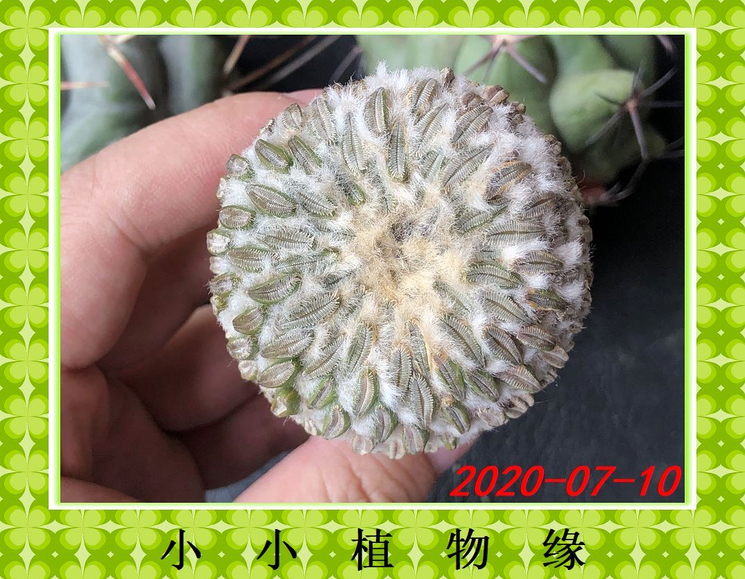 ㈠W3精巧丸 侧芽自根仙人球 绿色花卉盆栽 小小植物缘 5.4CM