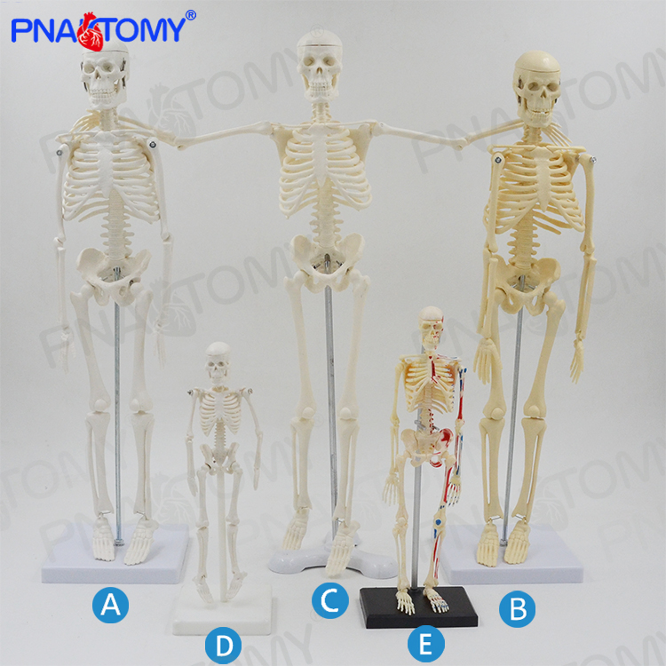45cm小白人体骨骼模型全身骷髅骨架可拆K卸送挂图教学医用美术玩