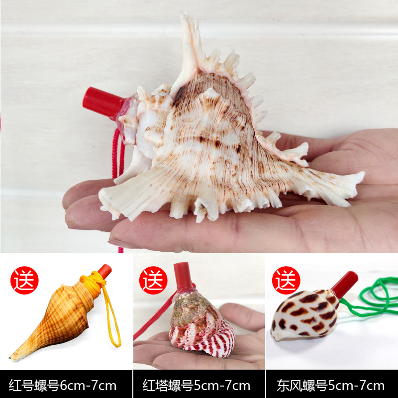 天然海螺号角可吹响儿童玩具超大海螺口哨子贝壳工艺品小螺号喇叭