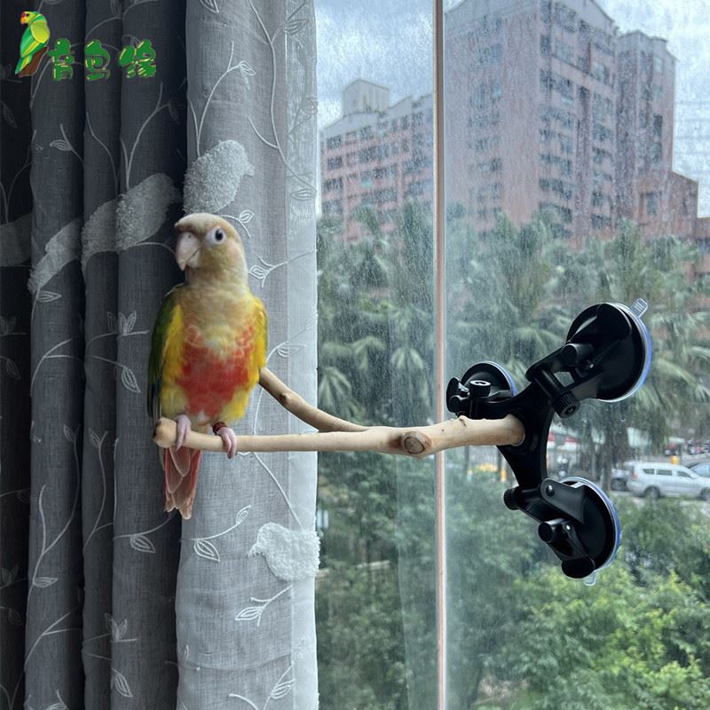 鹦鹉洗澡架子墙面玻璃吸盘站架育鸟缘宠物强力吸盘站架鸟站杠秋千