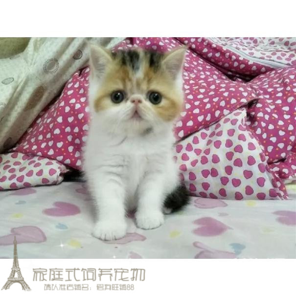 家庭饲养加菲猫宠物猫咪异国短毛猫纯种短毛加菲幼猫活体加菲猫p