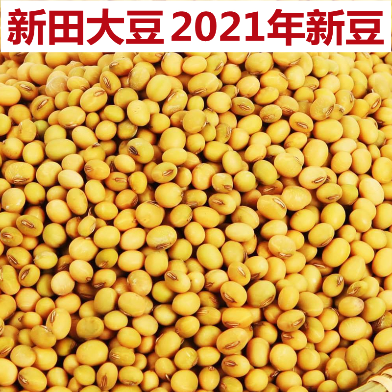 2021年新豆自种老品非转基因打豆浆特产富硒食品湖南新田大豆种子