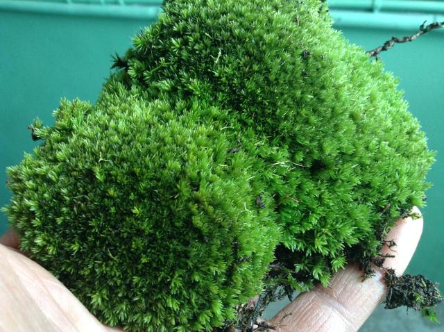 新鲜活青苔藓微景观水陆雨林缸假山铺面白发藓星星藓短绒藓大灰藓
