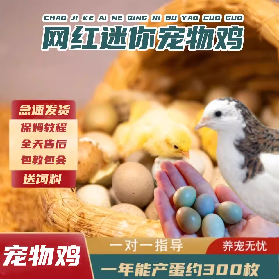 芦丁鸡活物迷你宠物全色系颜色变异鹌鹑宠物活苗观赏鸡鸟种蛋包活