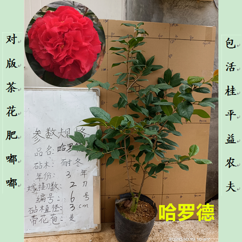 哈罗德山茶花盆栽包活对版桂平益农夫茶花一对一选苗阳台带花苞