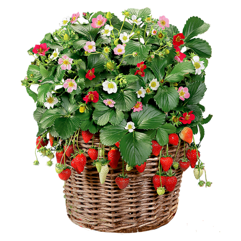 草莓苗种植四季盆栽植物阳台室内食用大棚红颜草莓苗爬藤奶油草莓