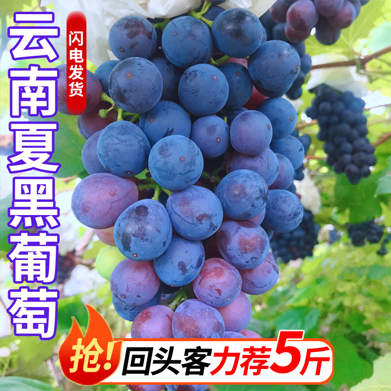 果园云南现摘夏黑葡萄无籽新鲜水果应当季2024上市产地速发直发甜